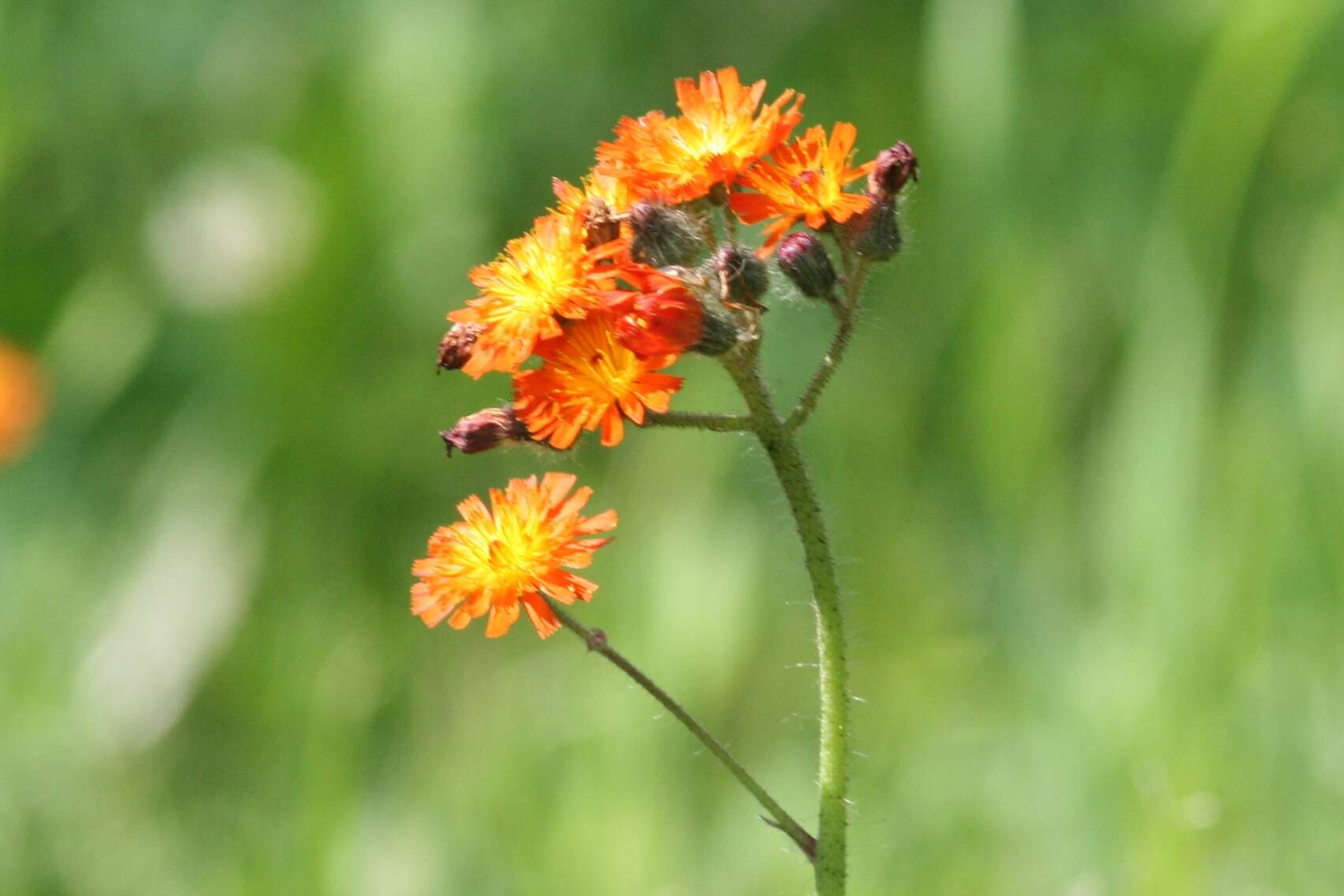 Image of Fox-and-cubs