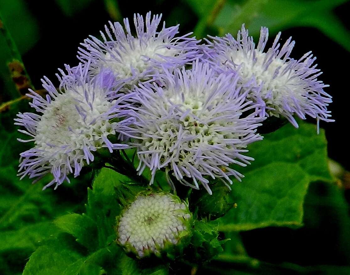 Imagem de Ageratum conyzoides L.