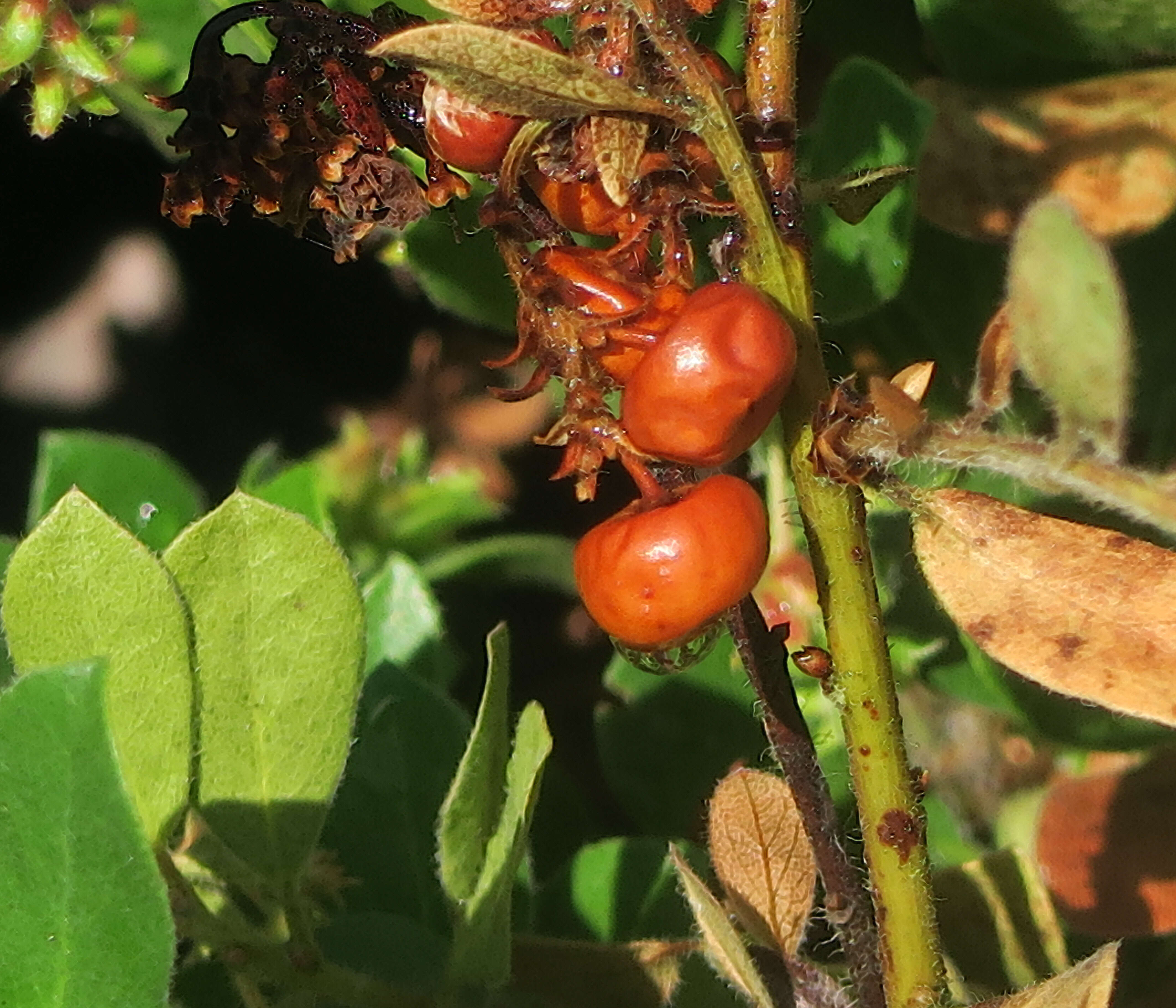 Image of manzanita