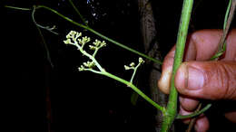 Image of Vitaceae