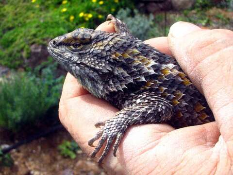 Image of Duges' Spiny Lizard