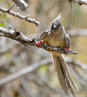 Image of White-backed Mousebird