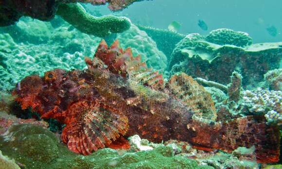 Image of Smallscale scorpionfish