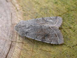 Слика од Orthosia incerta Hufnagel 1767