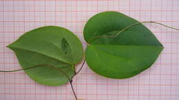 Image of Dioscorea sincorensis R. Knuth