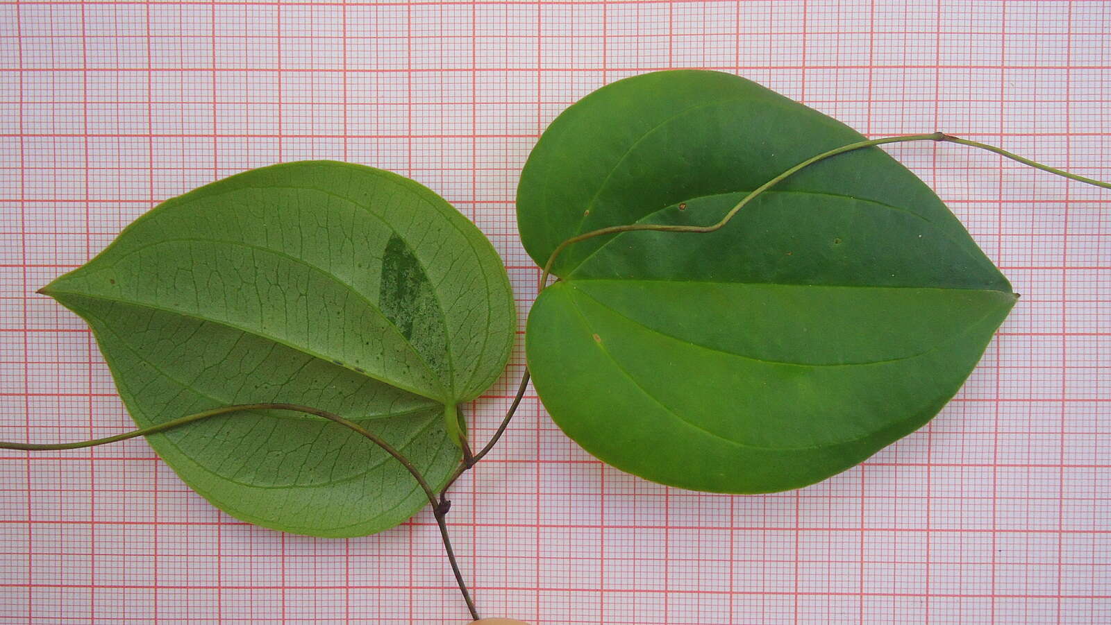 صورة Dioscorea sincorensis R. Knuth