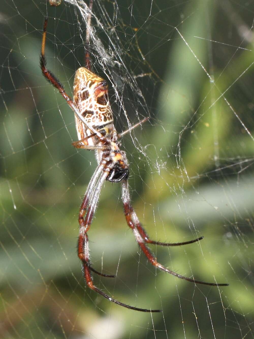 Image of Nephilidae