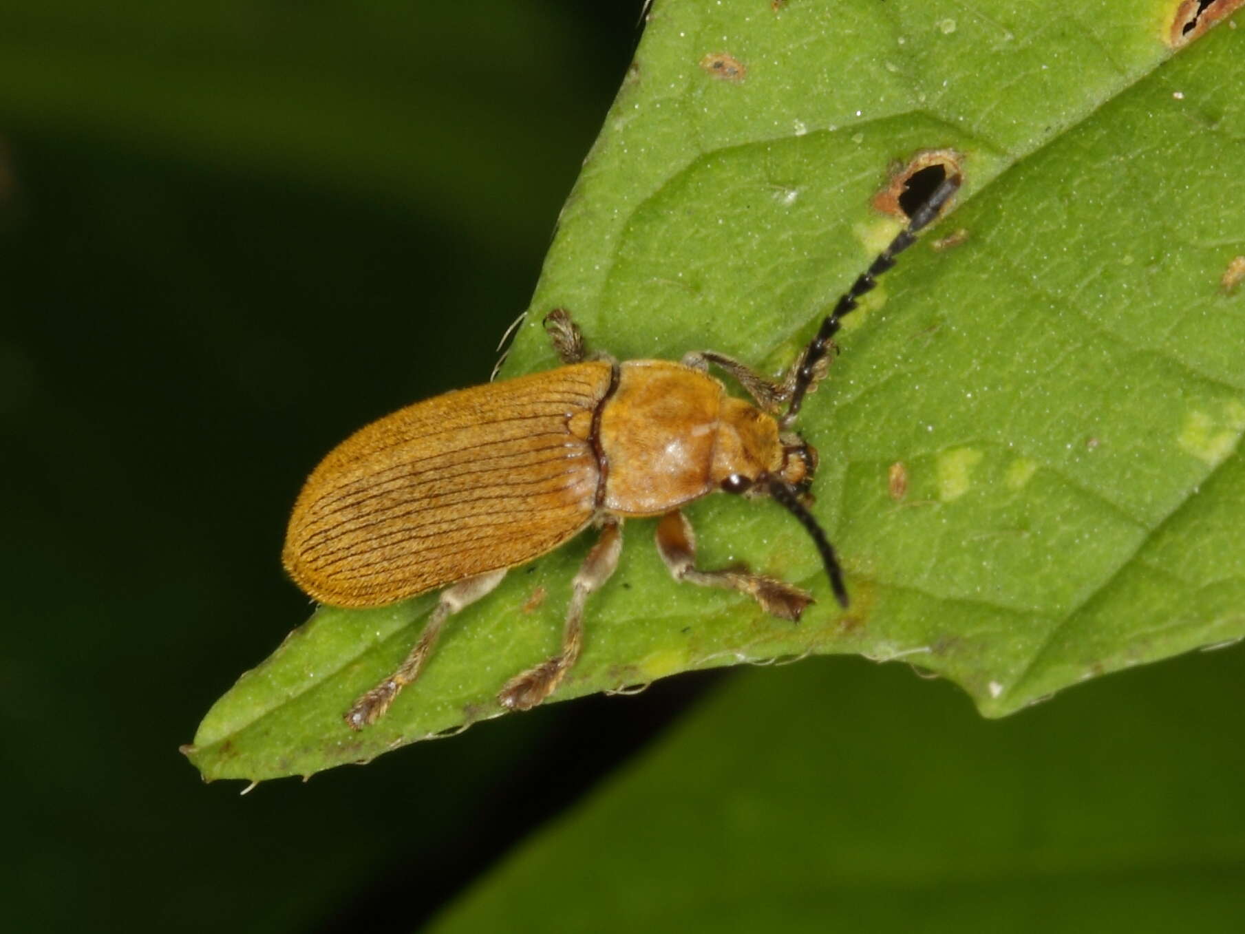 Image of dascillid soft-bodied plant beetles