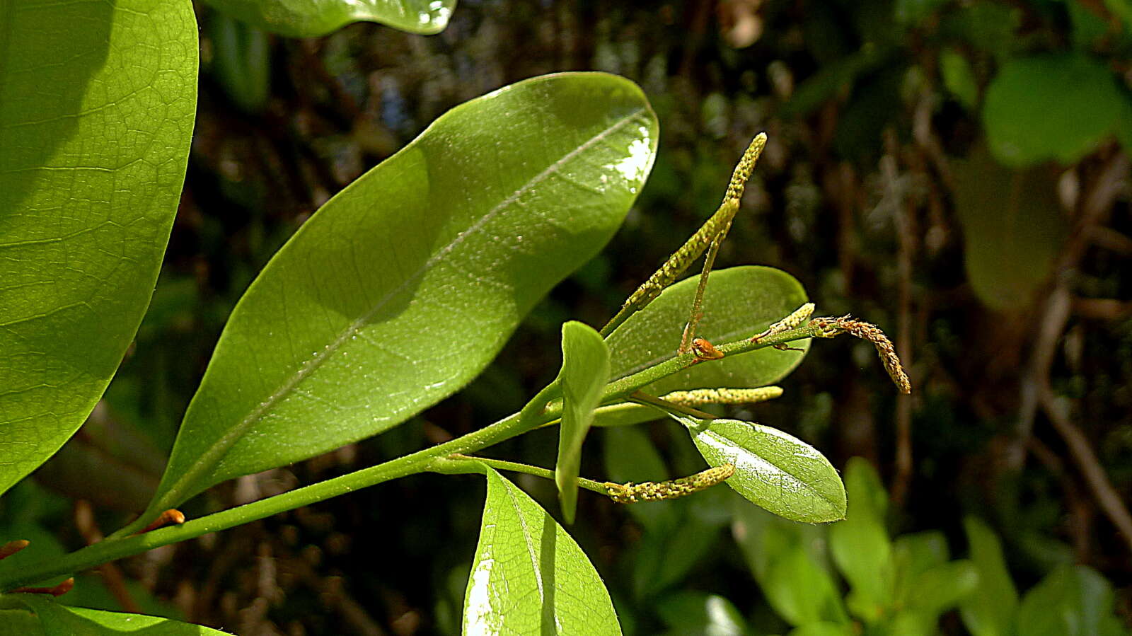 Слика од Panopsis magnifructa Prance