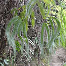 Image of Tropical Forked Fern