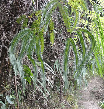 Image of Tropical Forked Fern