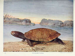 Image of Map Turtles