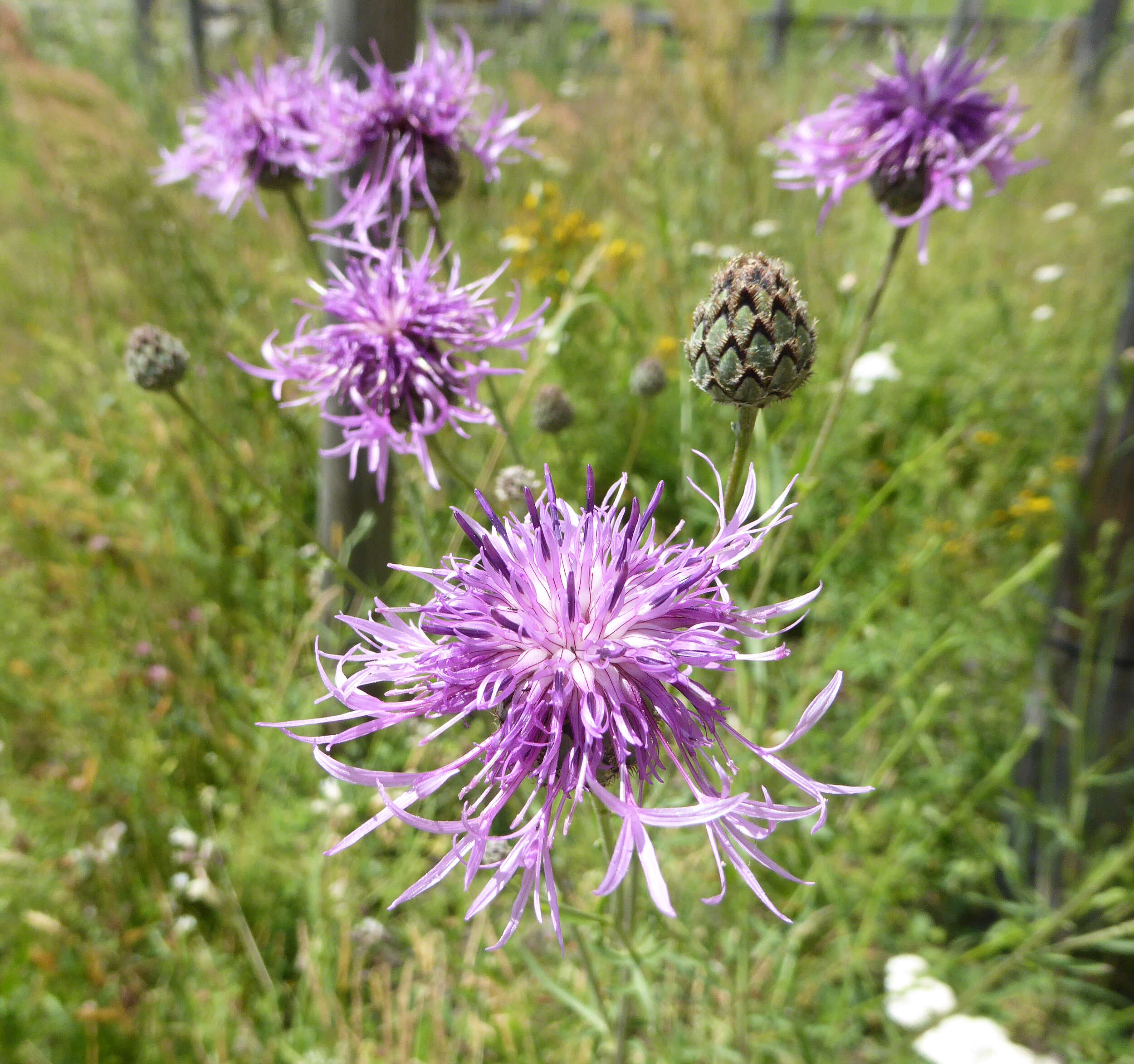 Image of knapweed