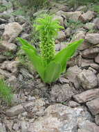 صورة Eucomis autumnalis (Mill.) Chitt.