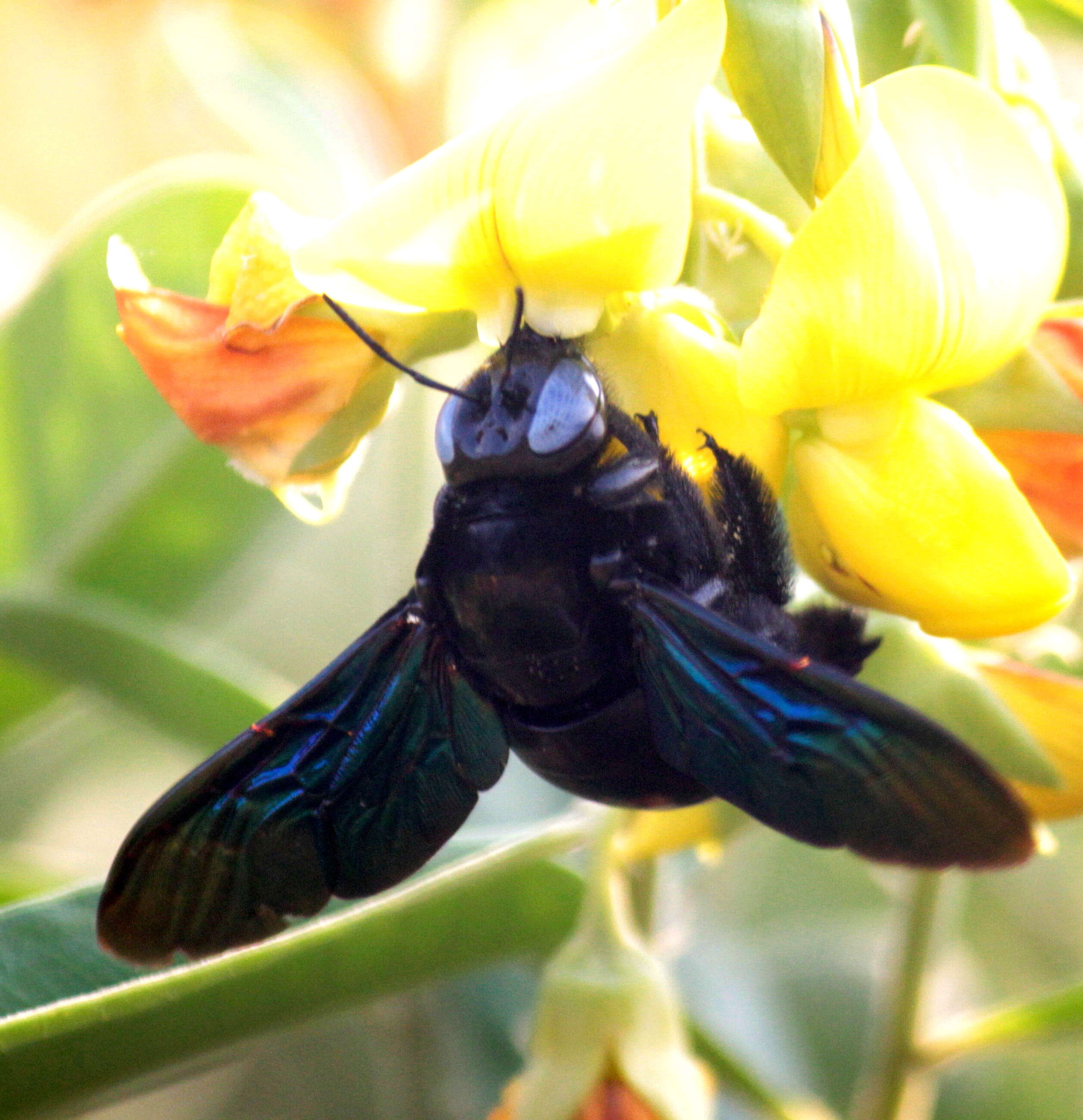 Xylocopa latipes (Drury 1773) resmi