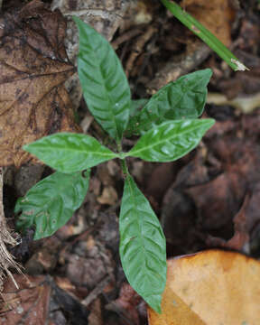 Imagem de Psychotria nervosa Sw.