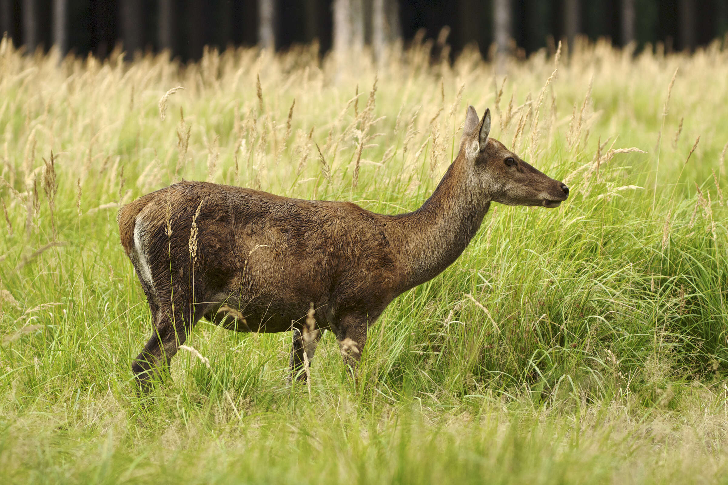 Image of Cervus Linnaeus 1758