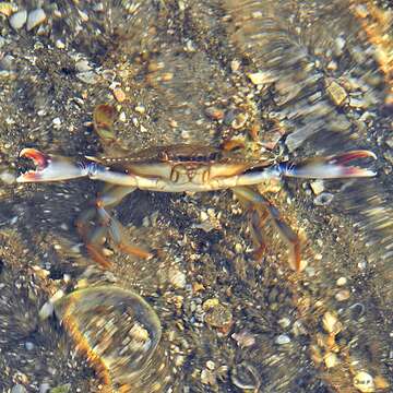 Image of blue crab