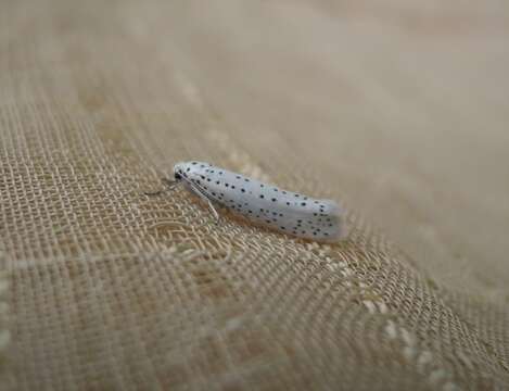 Image of Bird-cherry Ermine