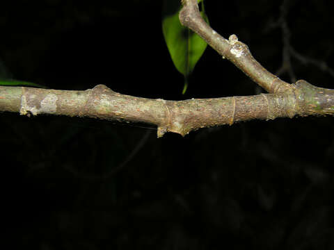 Image of cow tree