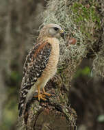 Image of Buteo Lacépède 1799