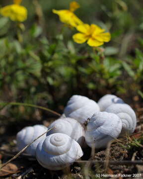 Image of Gastropoda