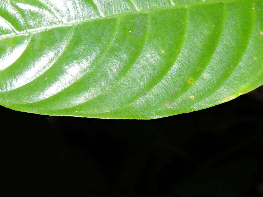 Imagem de Palicourea racemosa (Aubl.) Borhidi