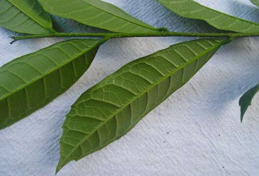 Image of Sorocea racemosa Gaud.