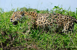 Image of Jaguar