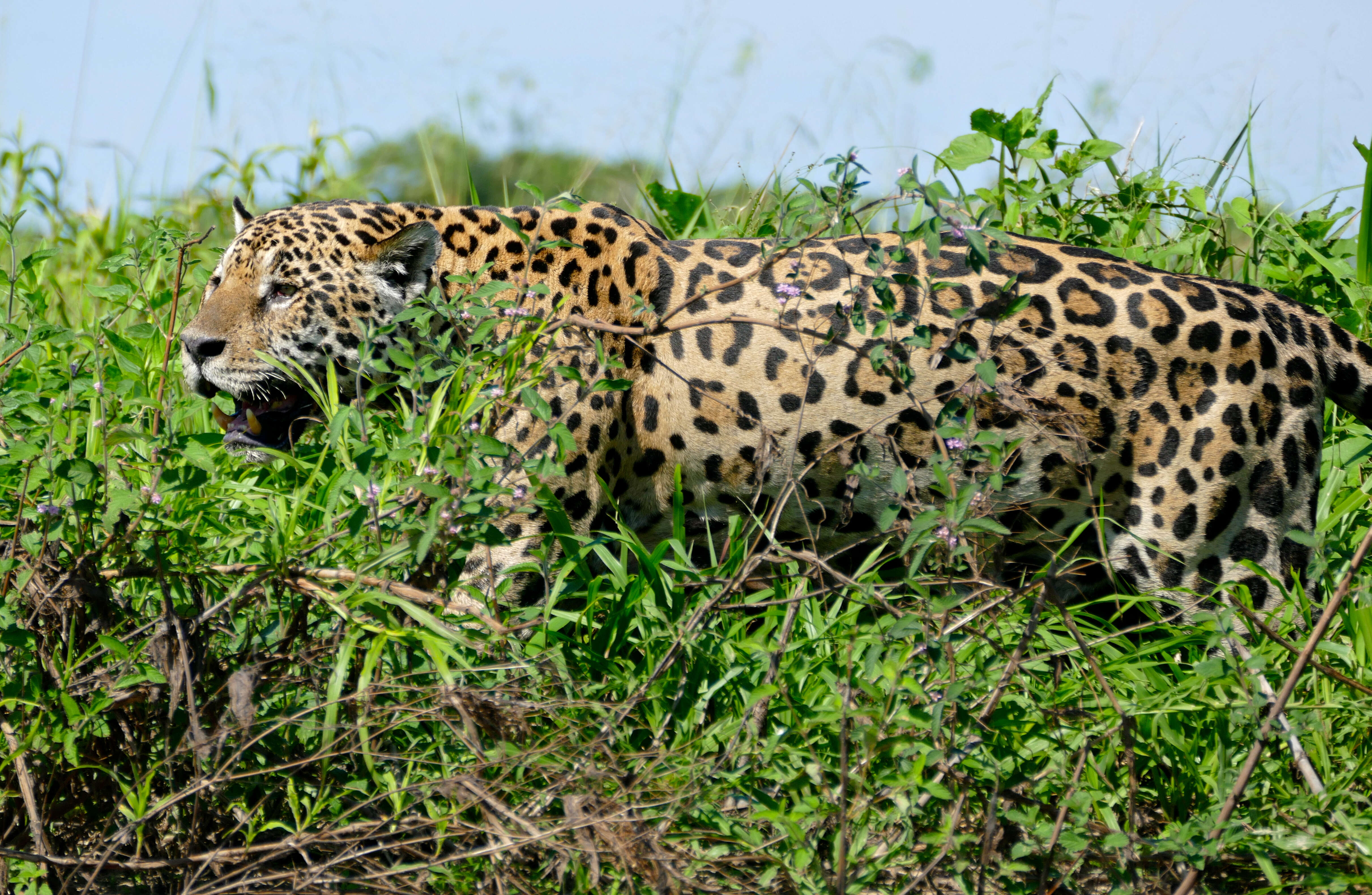 Image of Jaguar