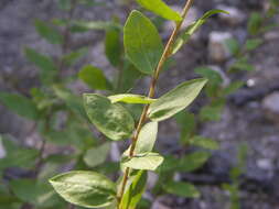 Image of Wright's goldenrod