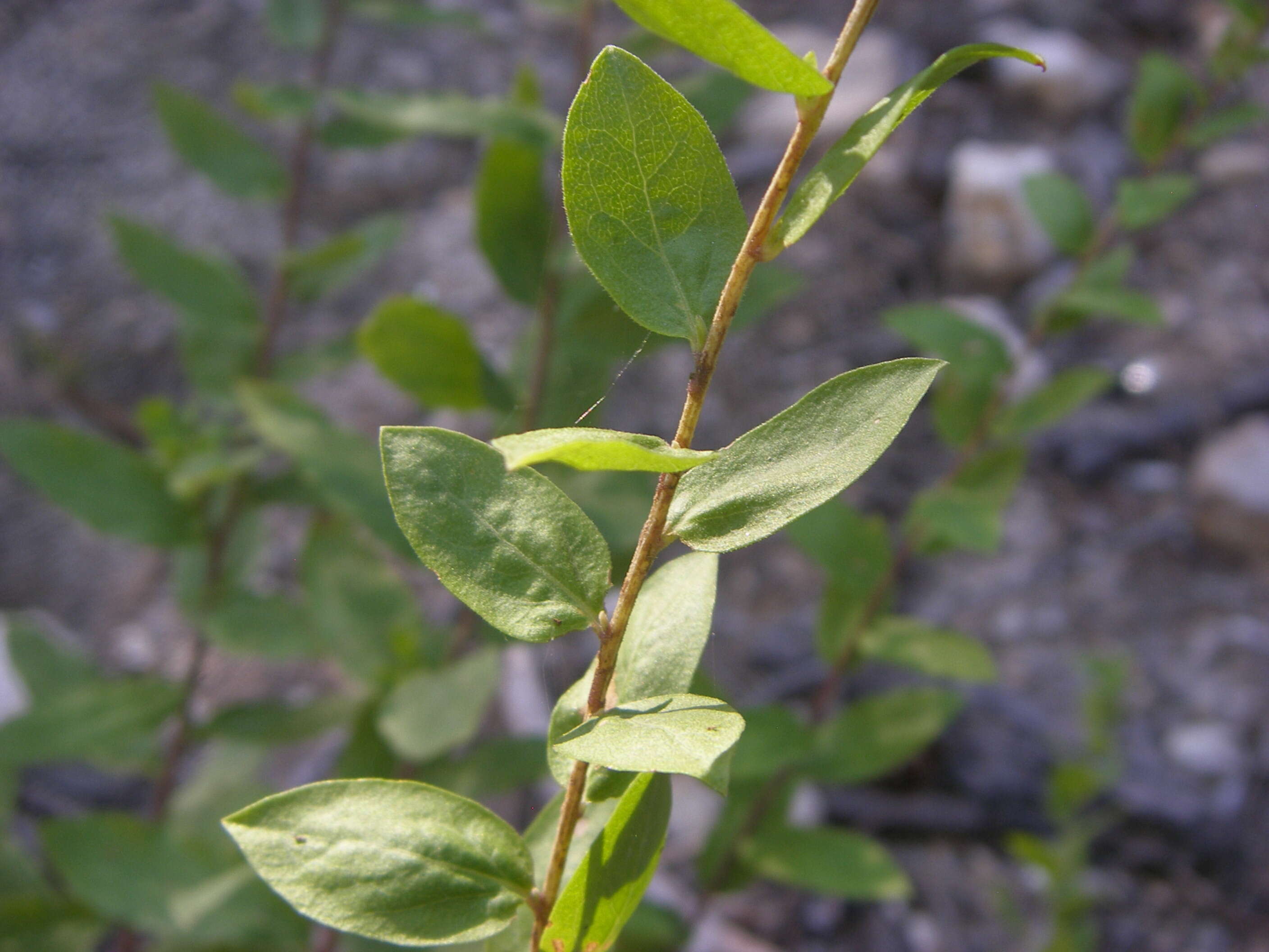 Image of Wright's goldenrod