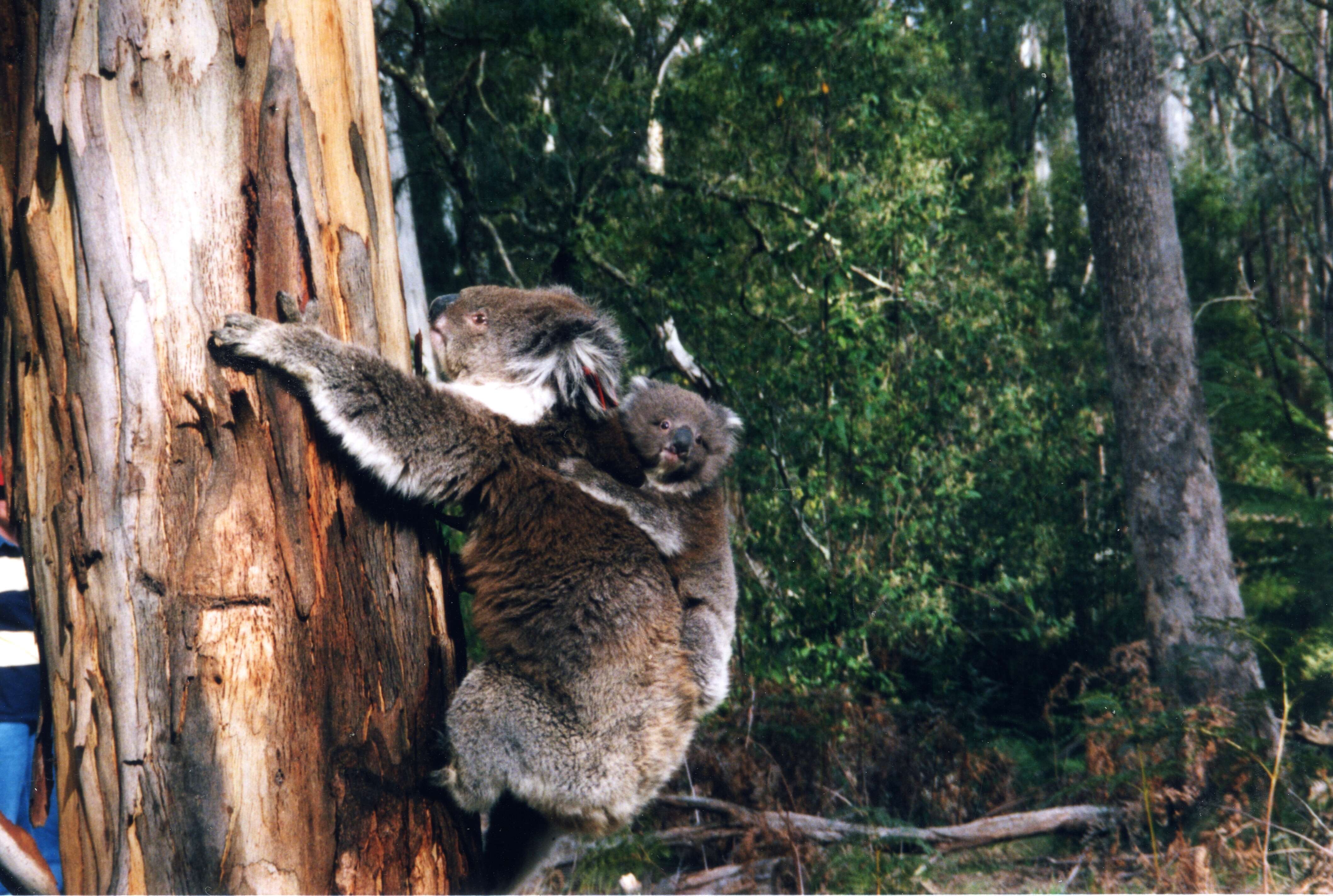 Image of Wombats and Koalas