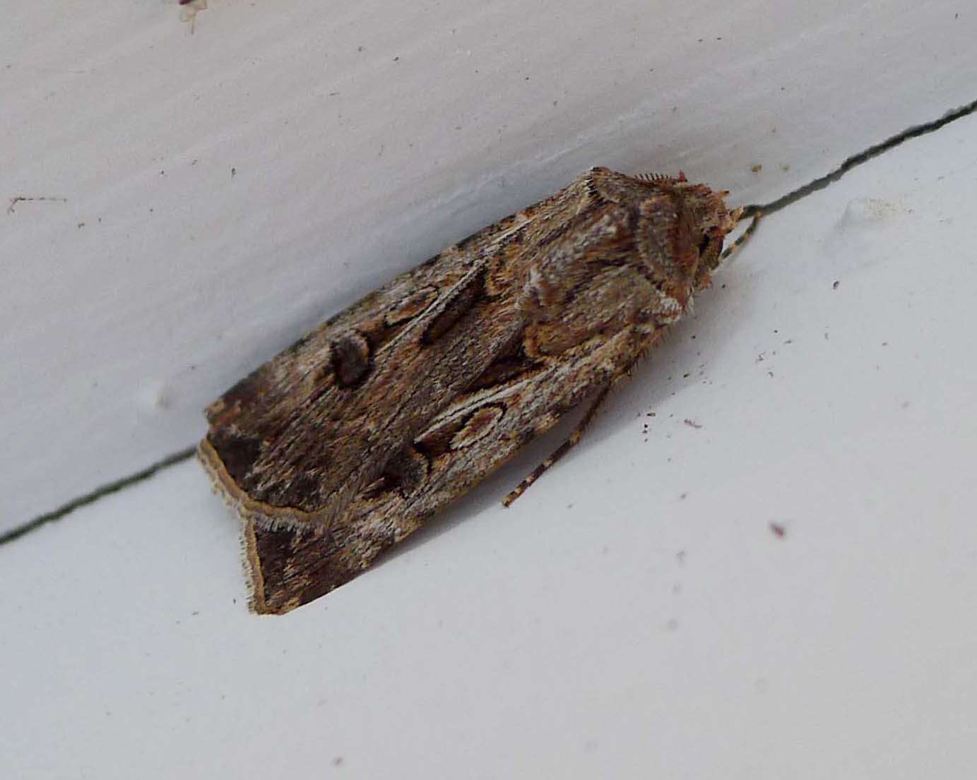 Image of Agrotis