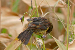 Image of Unicolored Blackbird