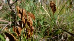 Image of comb ferns