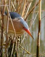 Image of Common Little Bittern