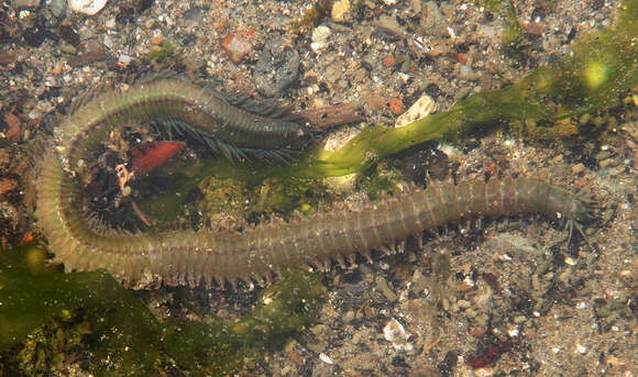 Image of ragworms