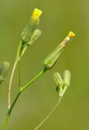 Image of smallflower hawksbeard