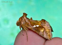 Image of Cutworm