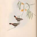 Imagem de Acanthiza uropygialis Gould 1838