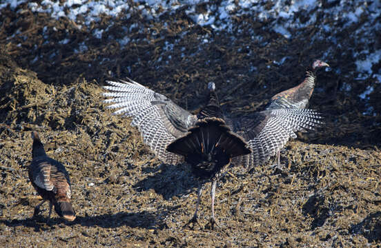 Imagem de Meleagris gallopavo Linnaeus 1758