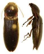 Image of Insecta