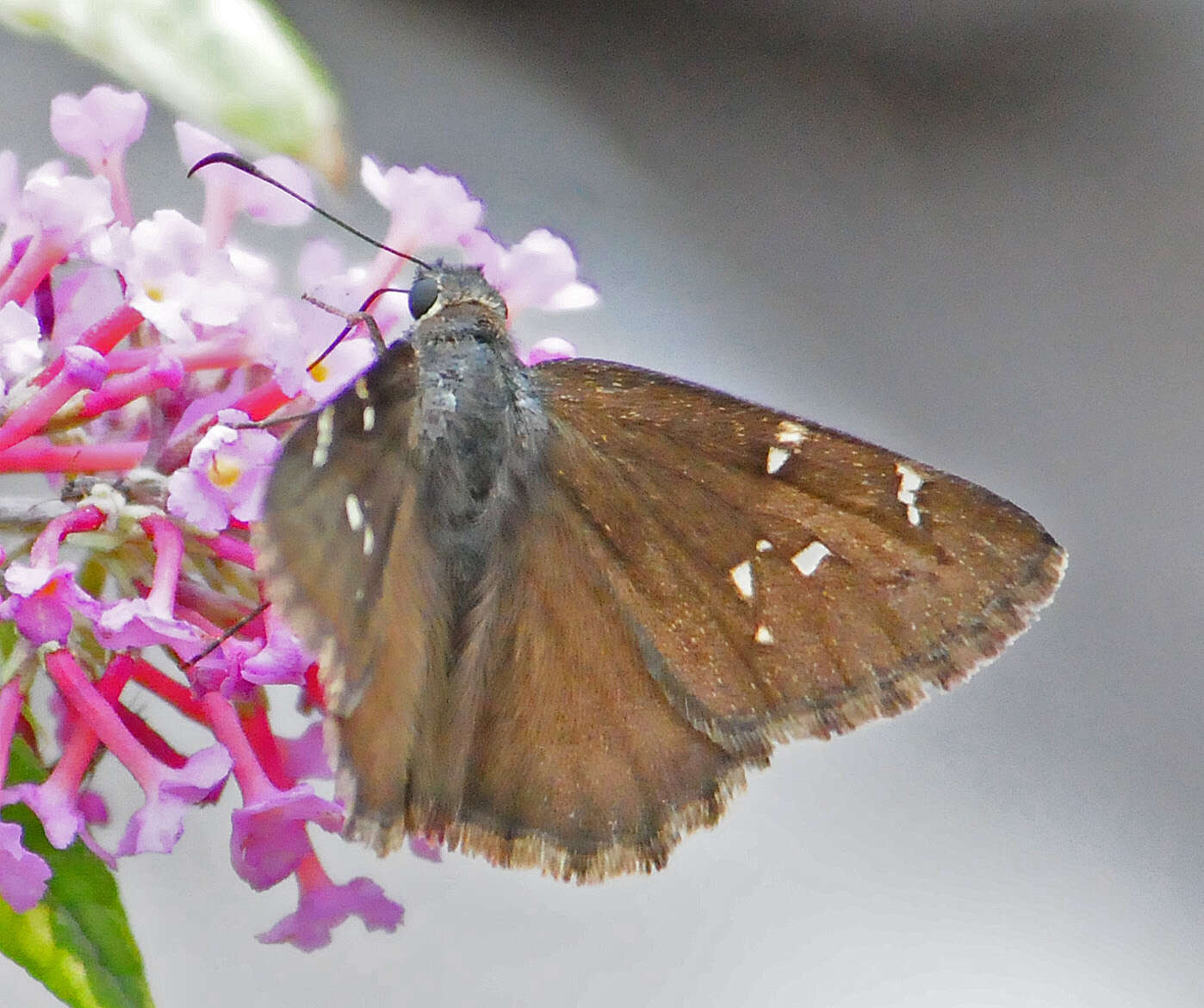 Image of Northern Cloudywing