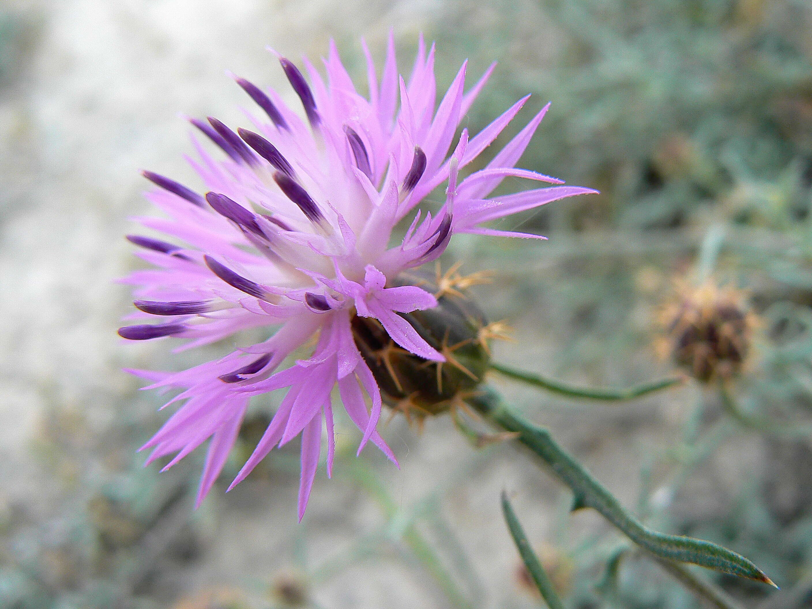 Image of rough star-thistle