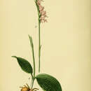 Image of Ponerorchis cucullata (L.) X. H. Jin, Schuit. & W. T. Jin