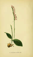 Image of Ponerorchis