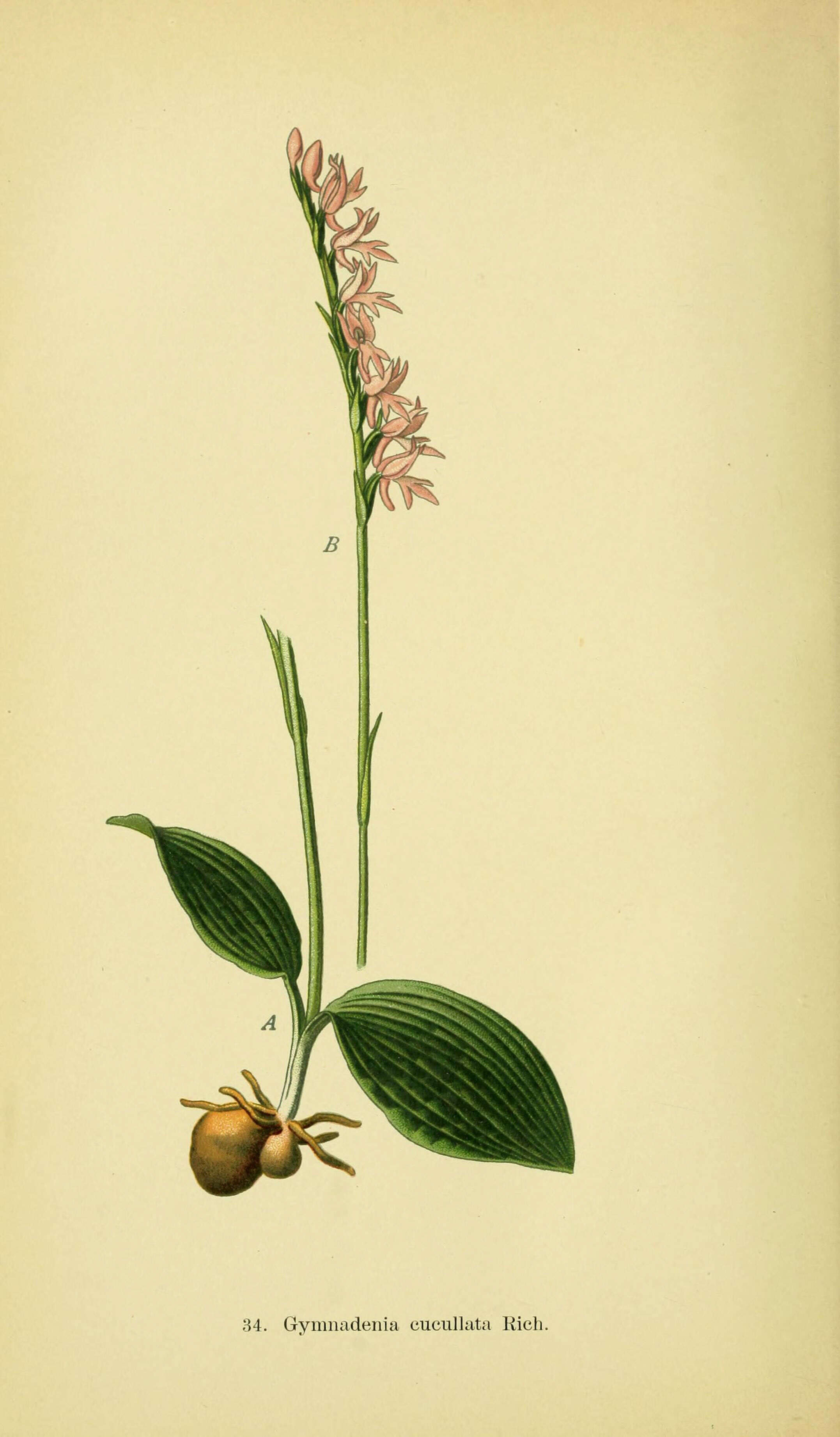 Plancia ëd Ponerorchis cucullata (L.) X. H. Jin, Schuit. & W. T. Jin