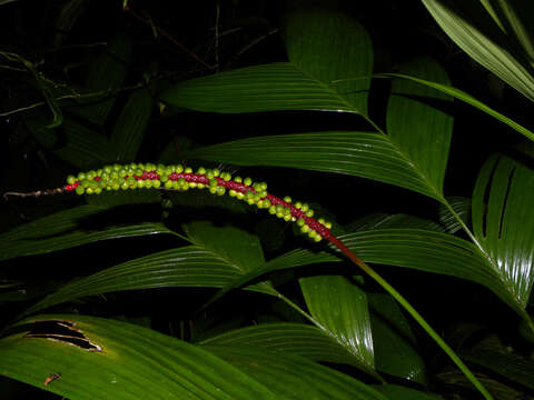 Image of Geonoma cuneata H. Wendl. ex Spruce