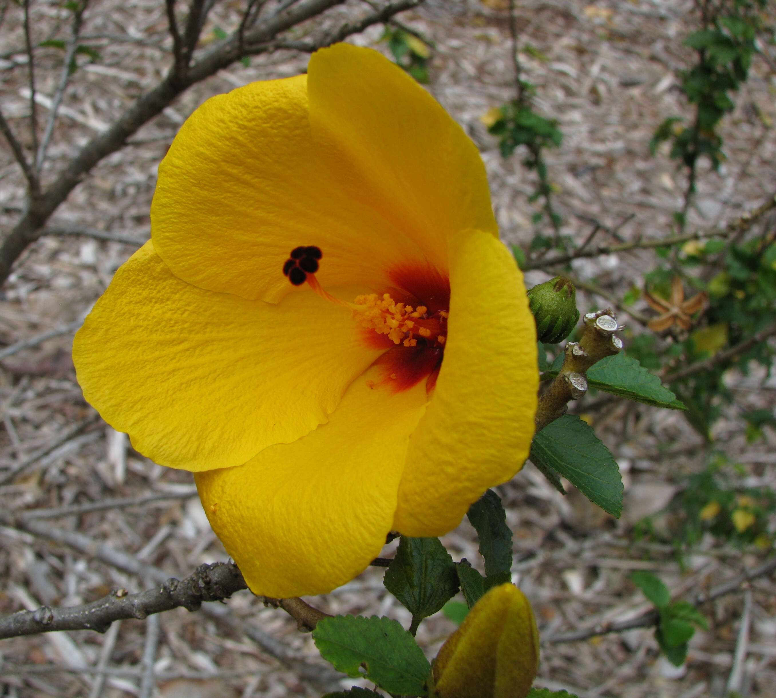 Image of Hibiscus scottii Balf. fil.